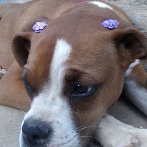 Meet your Posher, Heather